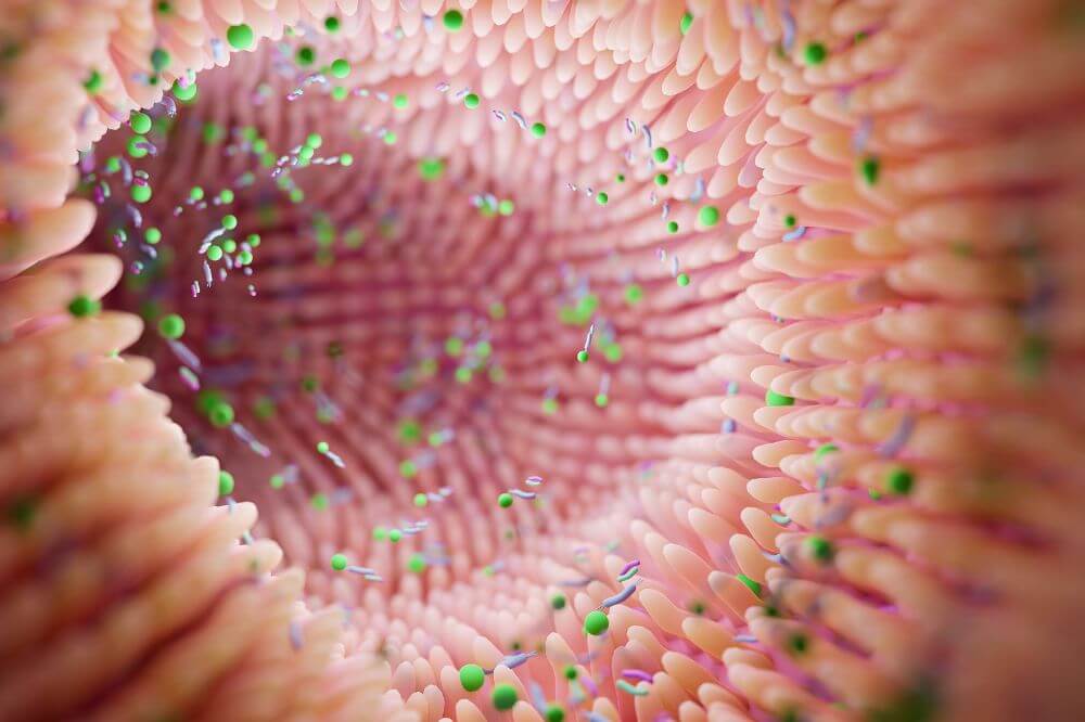 Ból brzucha a mikrobiota jelitowa