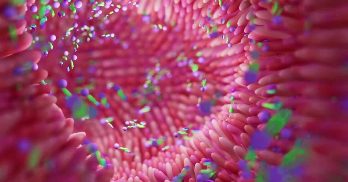 Jelita drugi mózg psychobiotyki