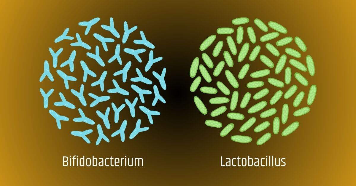 lactobacillus bifidobacterium bakterie