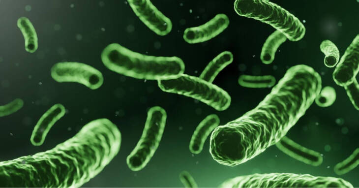 Lactobacillus helveticus Rosell-52